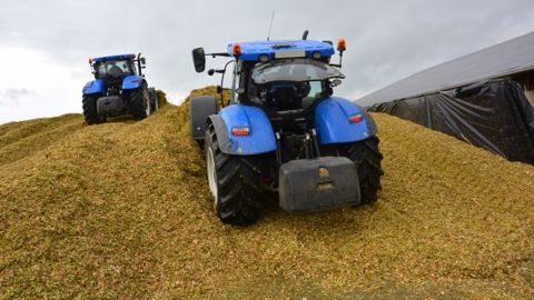 Une ensileuse qui fait 2 à 3 ha à l’heure d’un maïs qui produit 14 à 17 tMS/ha récolte 35 à 40 tMS à l’heure. Il faudrait donc 14 à 16 t de matériel sur le silo, soit deux tracteurs avec des pneus de faible largeur et fortement gonflés pour augmenter la pression sur le tas. (©Terre-net Média)