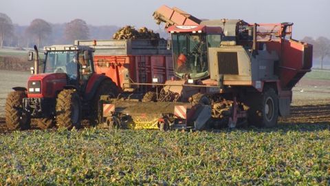 La récolte de betteraves devrait être en recul de 15 % selon Agreste. (©Terre-net Média)