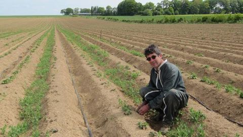 Benoît Leforestier teste l'association du pois et de la pomme de terre pour valider d'éventuels effets sur la structure du sol et le rendement. (©Benoît Leforestier)