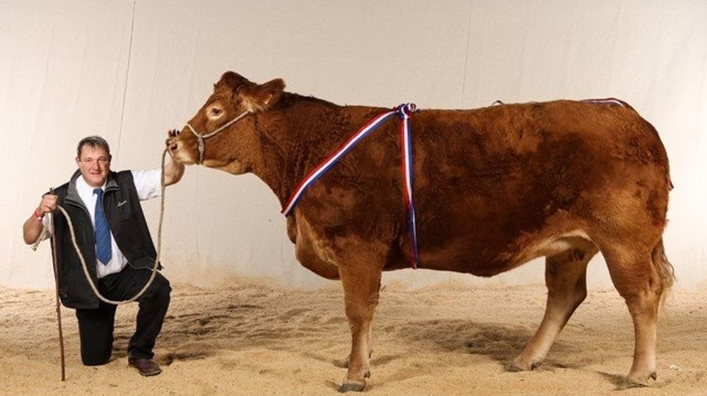 Ferme Expo accueillera les concours interrégionaux en races limousine qui est maintenu. <a target="_self" href="http://www.web-agri.fr/fco/t250">Suite à la FCO</a>, le syndicat Prim'holstein a annulé son concours tandis que le concours Charolais devient une présentation. (©Ferme Expo)