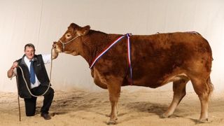 Ferme Expo accueillera les concours interrégionaux en races limousine qui est maintenu. <a target="_self" href="http://www.web-agri.fr/fco/t250">Suite à la FCO</a>, le syndicat Prim'holstein a annulé son concours tandis que le concours Charolais devient une présentation. (©Ferme Expo) Ferme Expo accueillera les concours interrégionaux en races limousine qui est maintenu. <a target="_self" href="http://www.web-agri.fr/fco/t250">Suite à la FCO</a>, le syndicat Prim'holstein a annulé son concours tandis que le concours Charolais devient une présentation. (©Ferme Expo)