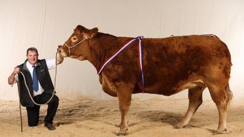 Ferme Expo accueillera les concours interrégionaux en races limousine qui est maintenu. <a target="_self" href="http://www.web-agri.fr/fco/t250">Suite à la FCO</a>, le syndicat Prim'holstein a annulé son concours tandis que le concours Charolais devient une présentation. (©Ferme Expo)