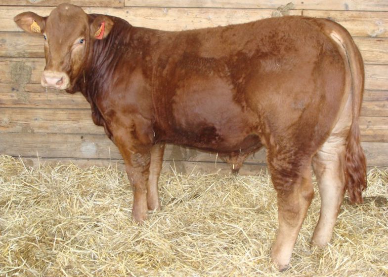 Taureau limousin polled : Jezabel à l'Earl Près du Cros (23) est également estampillé "vêlage +". (©Lanaud) 