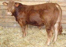 Taureau limousin polled : Jezabel à l'Earl Près du Cros (23) est également estampillé "vêlage +". (©Lanaud) Taureau limousin polled : Jezabel à l'Earl Près du Cros (23) est également estampillé "vêlage +". (©Lanaud)