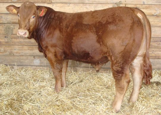 Taureau limousin polled