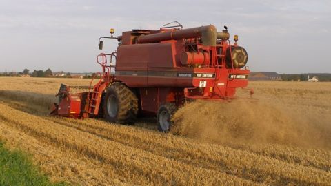 La moisson de blé 2016 en Inde pourrait être de nouveau décevante. (©Terre-net Média)