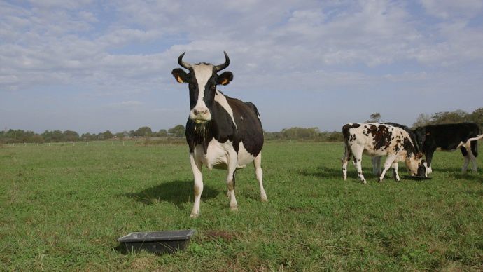 Vache holstein à cornes