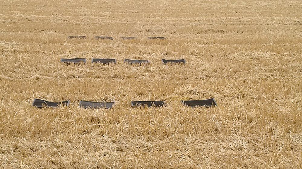 Quatre rangées de tapis dispersées dans le champ. (©Amazone)