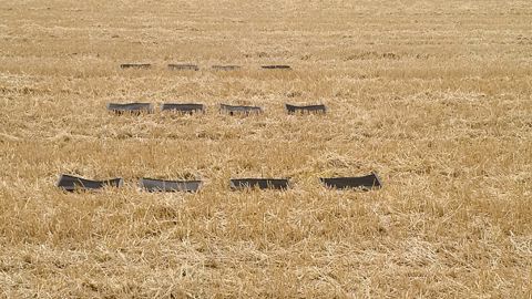 Quatre rangées de tapis dispersées dans le champ. (©Amazone)
