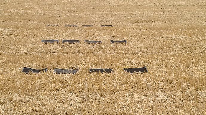 Quatre rangées de tapis dispersées dans le champ.