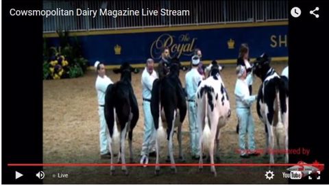 Suivez le concours holstein de la Royale en direct
