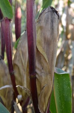 Kolossalis