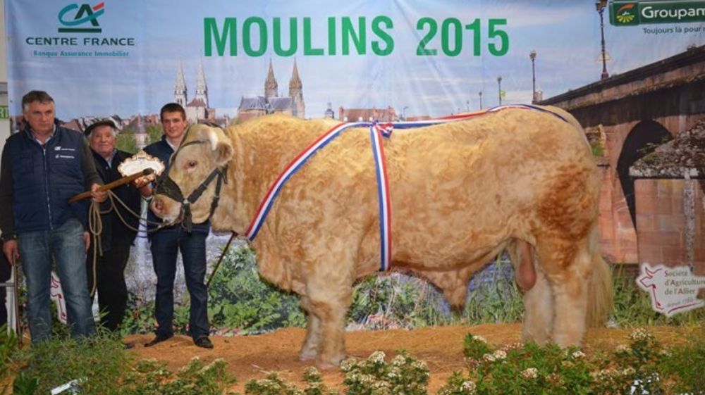 Ibra Mic (Gouverneur x Brésilenne) du Gaec Micaud (03), né à l'Earl Merceron (79). (©HBC)