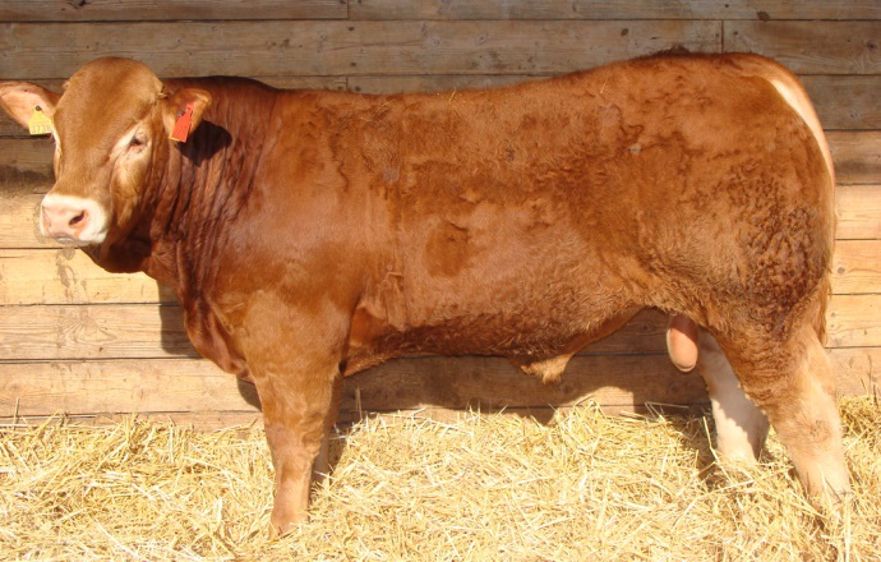 Joyau à l’Earl Mimeur (21) part au Gaec Laurent (16) pour 17.400 €. Un chiffre jamais atteint sur les quatre dernières campagnes ! (©Lanaud)