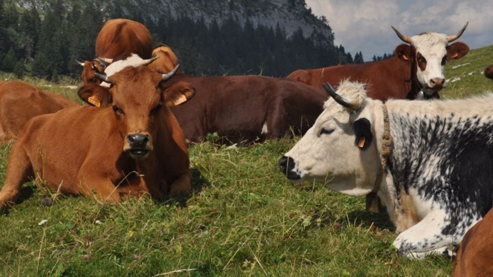 Le texte est articulé autour de structures appelées "<strong>Breed Societies</strong>" (BSue). Ces structures sont agréées pour tenir un livre généalogique et conduire un programme de sélection. Elles peuvent aussi être agréées pour réaliser du contrôle des performances et des évaluations génétiques. Des mesures spécifiques seront prises pour 