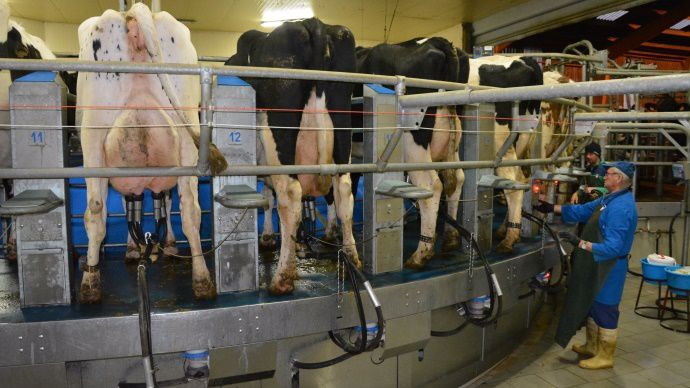 Roto de traite extérieur milking parlor