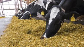 Les vaches produisent jusqu'à 1 kg de lait de plus par jour. (©Claas) Les vaches produisent jusqu'à 1 kg de lait de plus par jour. (©Claas)