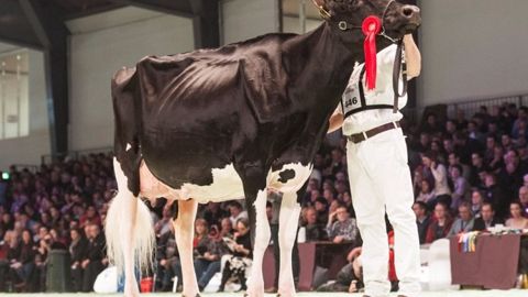 Palmarès et photos holsteins, le couronnement de Galys-Vray Palmarès et photos holsteins, le couronnement de Galys-Vray