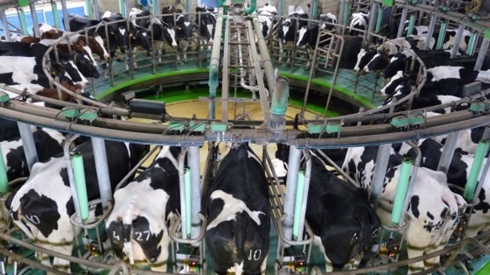 En Allemagne, les prix du lait ne couvriraient que 65 % des coûts de production, selon l'EMB. (©Terre-net Média)