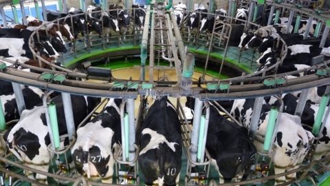 En Allemagne, les prix du lait ne couvriraient que 65 % des coûts de production, selon l'EMB. (©Terre-net Média)