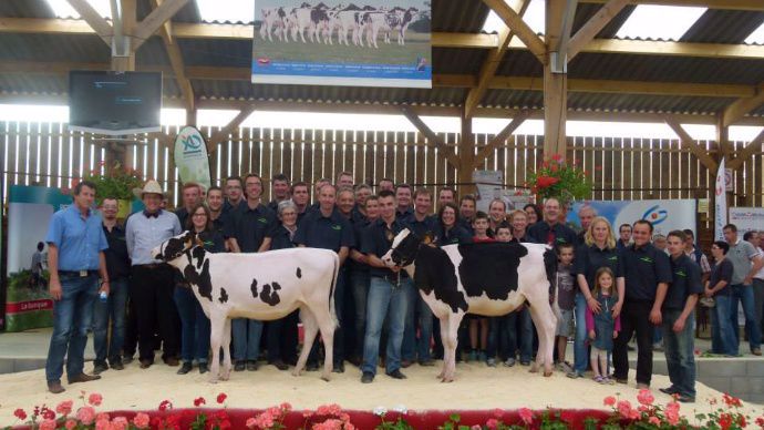 Ventes aux enchères de vaches laitières