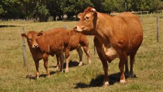 Une meilleure segmentation des produits proposés aux consommateurs apparaît indispensable pour la filière viande bovine française. (©Terre-net Média) Une meilleure segmentation des produits proposés aux consommateurs apparaît indispensable pour la filière viande bovine française. (©Terre-net Média)