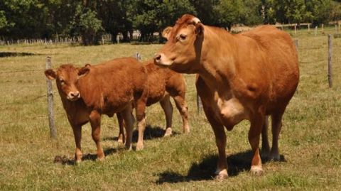 Une meilleure segmentation des produits proposés aux consommateurs apparaît indispensable pour la filière viande bovine française. (©Terre-net Média) Une meilleure segmentation des produits proposés aux consommateurs apparaît indispensable pour la filière viande bovine française. (©Terre-net Média)