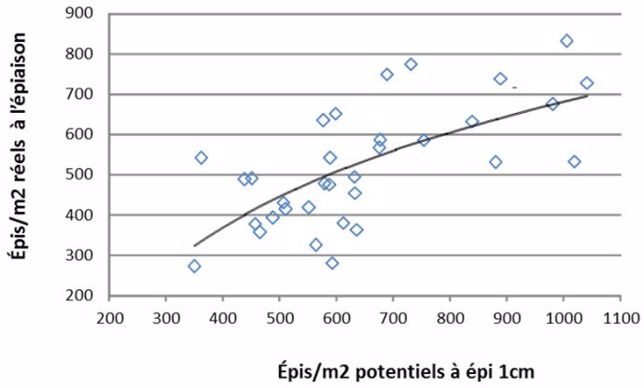 Densité d'épis de blé tendre potentielle et réelle
