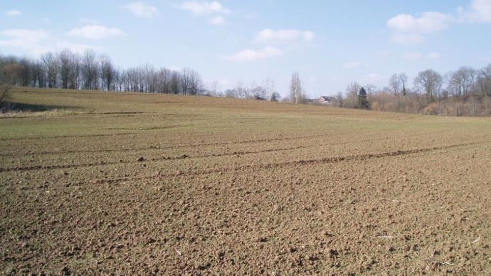 La Pologne a produit 10,8 Mt de blé en 2015. (©Terre-net Média)