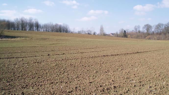 Culture de blé