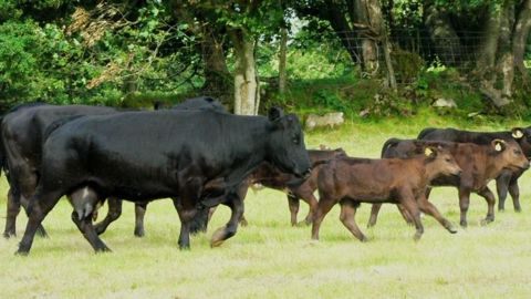 Avec le TTIP, la Commission européenne pourrait accepter l'entrée annuelle de plus de 100 000 tec de viande bovine sans droits de douane. (©Terre-net Média) Avec le TTIP, la Commission européenne pourrait accepter l'entrée annuelle de plus de 100 000 tec de viande bovine sans droits de douane. (©Terre-net Média)
