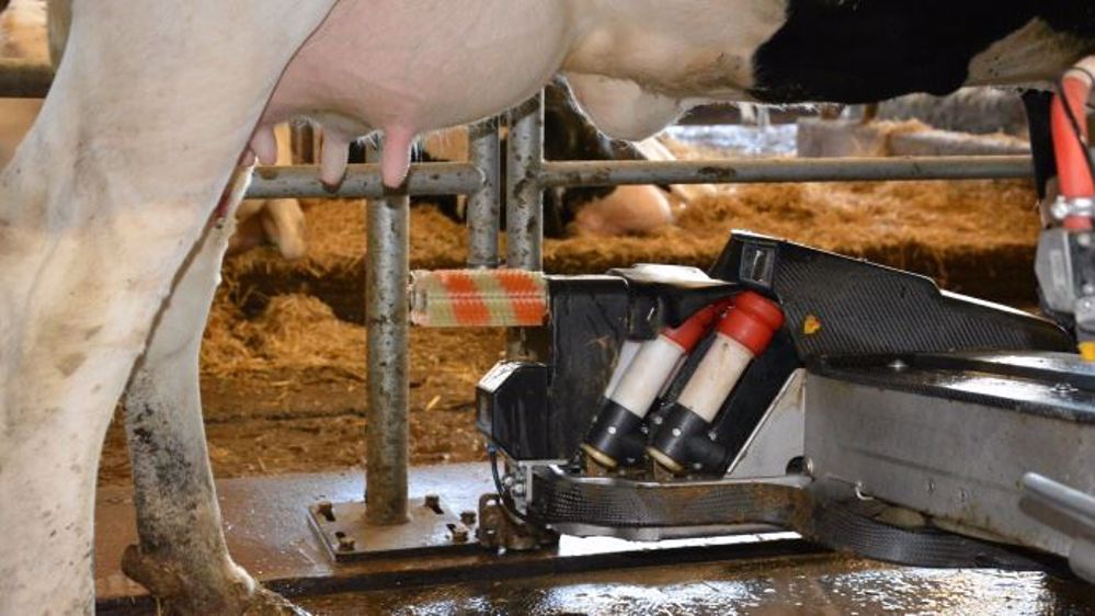 Aux Pays-Bas, la situation est critique. Les éleveurs ont massivement investi et produisent au maximum afin de perdre le moins d'argent possible. La principale coopérative du pays donne des primes pour limiter l'augmentation de production. (©Terre-net Média)