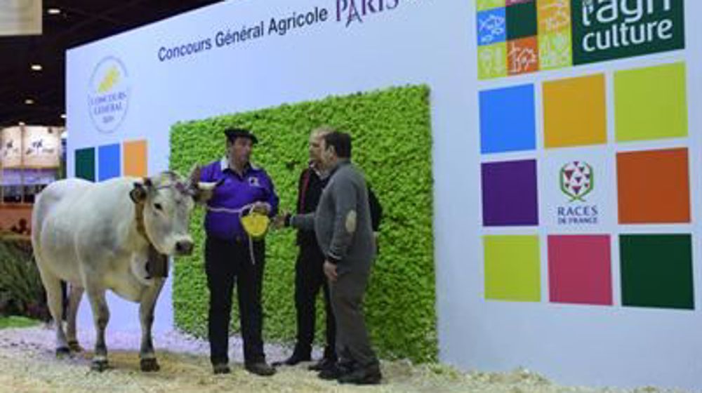 Divine, championne Gasconne 2016. (©Sia)