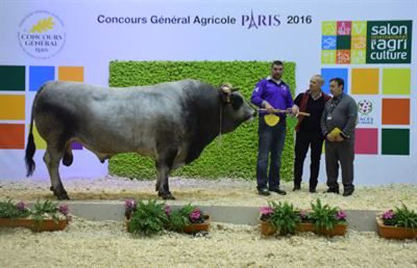 Galion, champion Gascon 2016