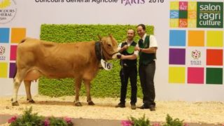 Futurstar (Seez x Ursula) championne Tarentaise au Sia 2016. (©Sia) Futurstar (Seez x Ursula) championne Tarentaise au Sia 2016. (©Sia)