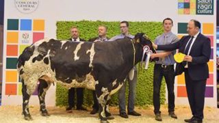 Gueuze (Lennie x Vodka), grande championne de la race Blanc Bleu (©Sia) Gueuze (Lennie x Vodka), grande championne de la race Blanc Bleu (©Sia)