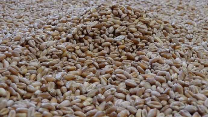 Grains de blé