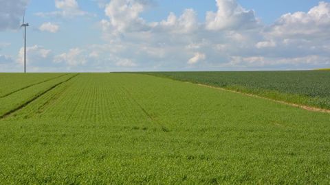 Les solutions herbicide dans l'orge sont peu nombreuses sur ray-grass (©Terre-net Média)
