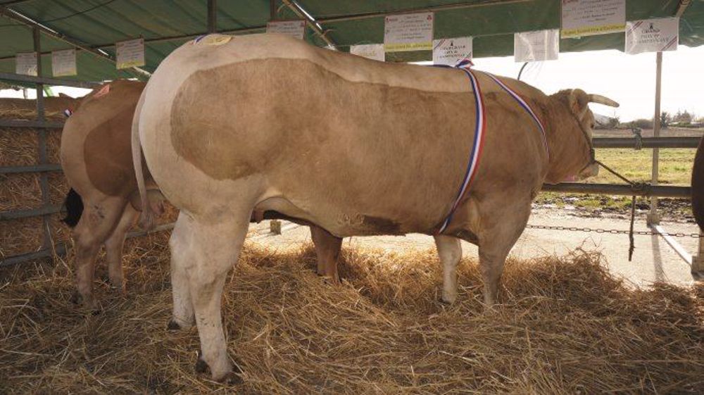 Vache Blonde d’Aquitaine « Médaille d’or » 2016, appartenant à l’EARL les Courlis - Les Magnils Reigners (85).  (©Acti-Ouest)