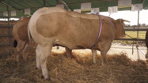Vache Blonde d’Aquitaine « Médaille d’or » 2016, appartenant à l’EARL les Courlis - Les Magnils Reigners (85). (©Acti-Ouest) Vache Blonde d’Aquitaine « Médaille d’or » 2016, appartenant à l’EARL les Courlis - Les Magnils Reigners (85). (©Acti-Ouest)