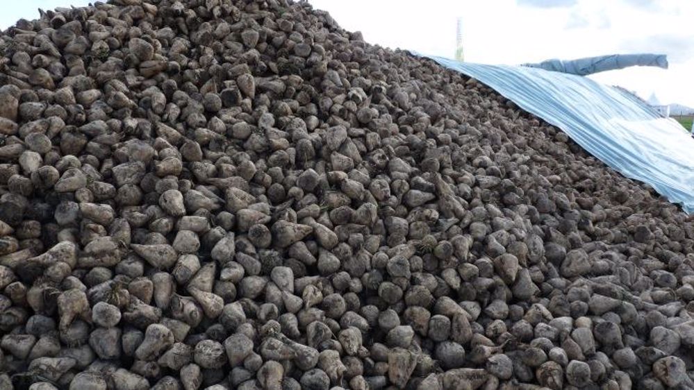 Cristal Union a produit 1,5 million de tonnes de sucre en 2015. (©Terre-net Média)