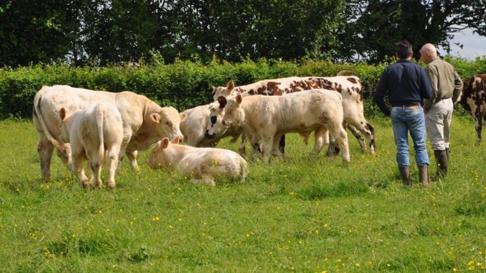 Entre les mères, les tantes, les saillies, les IA, les embryons avec plusieurs taureaux,... il peut parfois être utile de vérifier qui sont les géniteurs ! La certification de parenté peut servir en cas de doute au moment d’inscrire de nouveaux produits issus de reproducteurs, ou pour une demande de pedigree d’animaux destinés à l’export par exemple. (©Terre-net Média)