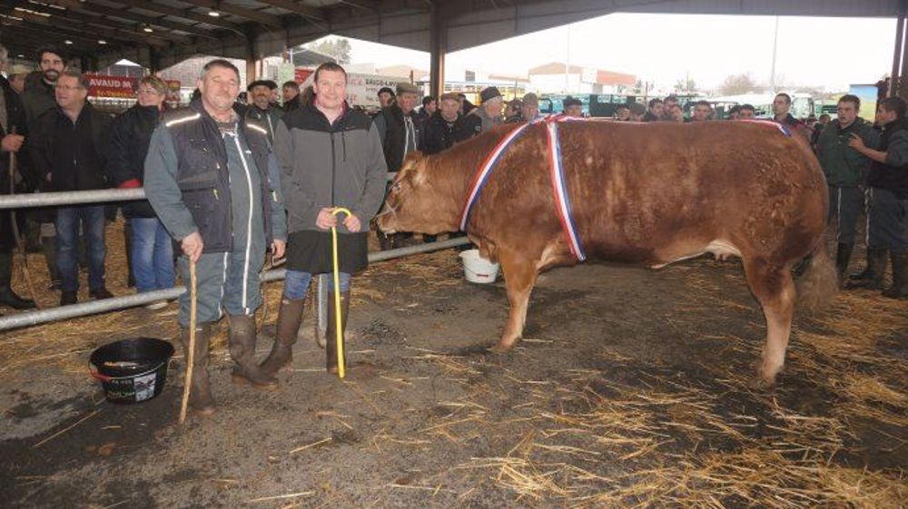 Championne du concours appartenant à la SARL Marzet de Magnac-Laval (87) et achetée par la société Lesveques pour le Carrefour de Mérignac. (©Acti-Ouest) Championne du concours appartenant à la SARL Marzet de Magnac-Laval (87) et achetée par la société Lesveques pour le Carrefour de Mérignac. (©Acti-Ouest)