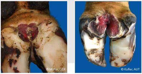 Exemple de dermatite digitée (sur la peau). Il est possible d'utiliser un <a target="_self" href="http://www.web-agri.fr/conduite-elevage/sante-animale/article/identifier-les-dermatites-a-l-aide-d-un-miroir-en-salle-de-traite-1184-94575.html">miroir en salle de traite pour visualiser les dermatites sur vaches laitières</a>.  (©ICAR/Müller/Kofler)