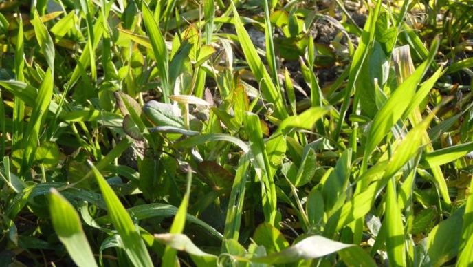 Mélange triticale-pois