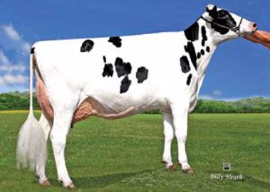Pen-Col_Bookem_Misty-ET_VG-88, <br />pleine sœur de Matchless (©DR) Pen-Col_Bookem_Misty-ET_VG-88, <br />pleine sœur de Matchless (©DR)
