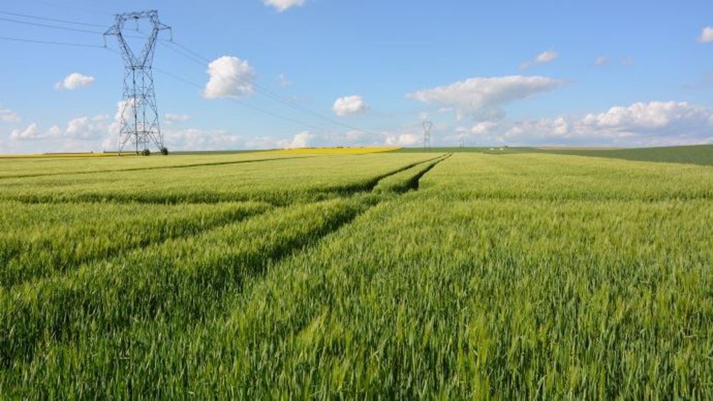 La France devrait exporter près de 900 000 tonnes d'orge de brasserie en 2016-2017. (©Terre-net Média)