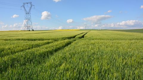 La France devrait exporter près de 900 000 tonnes d'orge de brasserie en 2016-2017. (©Terre-net Média) La France devrait exporter près de 900 000 tonnes d'orge de brasserie en 2016-2017. (©Terre-net Média)