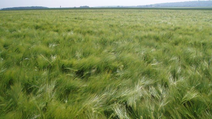 Victime d'une sévère sécheresse, le Maroc importe davantage d'orges françaises pour alimenter les usines d'alimentation animale.