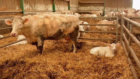 L'épizootie de FCO n'a eu qu'un faible impact sur les départs de bovins à l'export. (©Terre-net Média) L'épizootie de FCO n'a eu qu'un faible impact sur les départs de bovins à l'export. (©Terre-net Média)